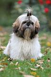 SHIH TZU 087